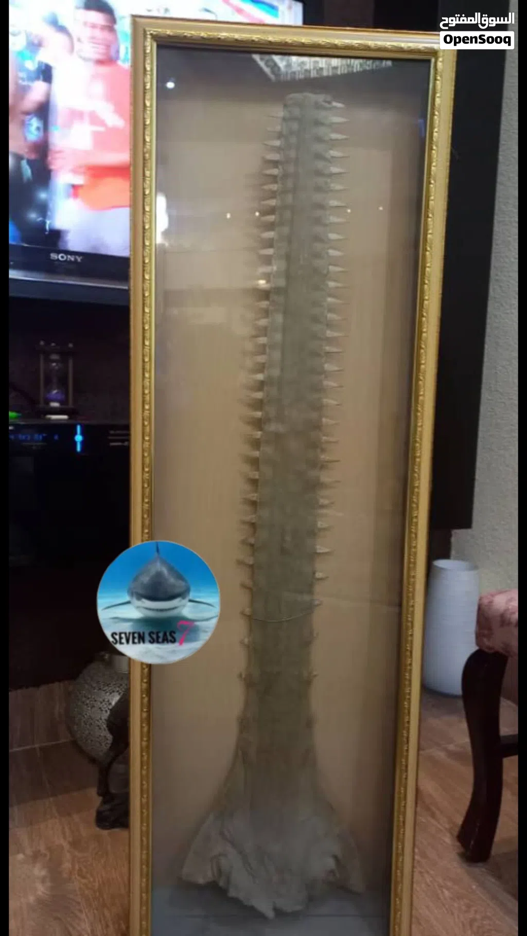 منشار سمك القرش ... سياف. Shark