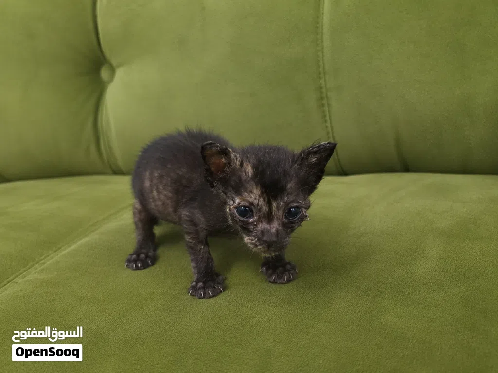 قطط رضيعة جميلة للتبني Beautiful baby kittens for adoption