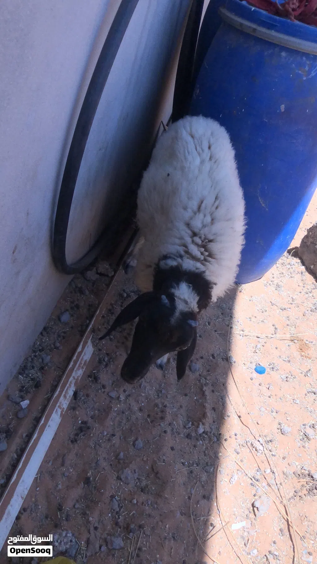 السلام عليكم خروف ربي يبارك عمره من 3لي 4شهور خروف مشالله