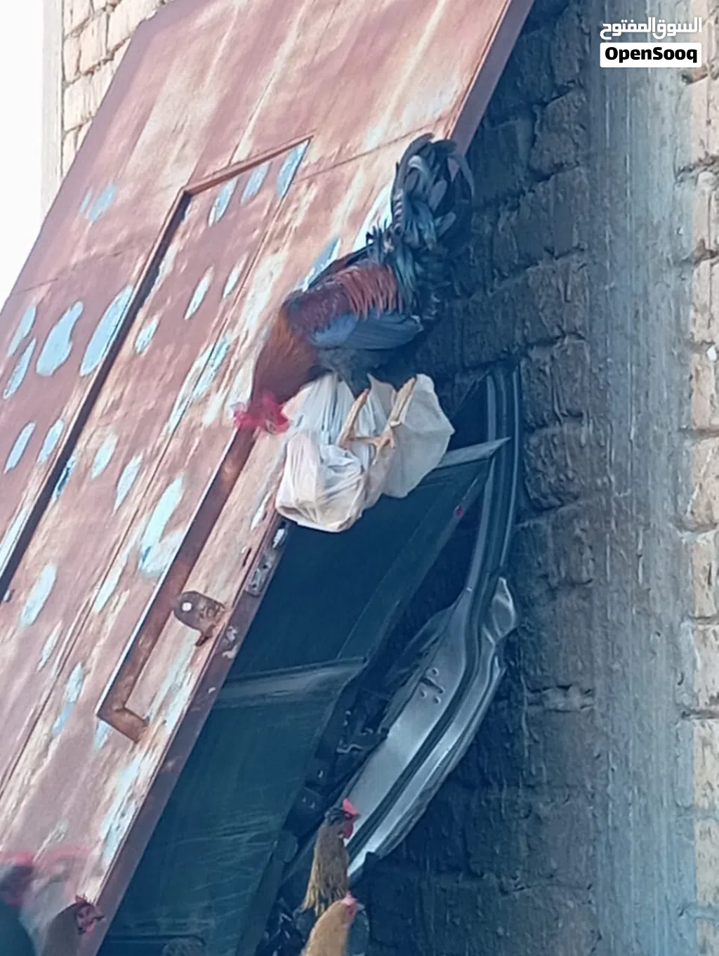 دجاج ربي يبارك