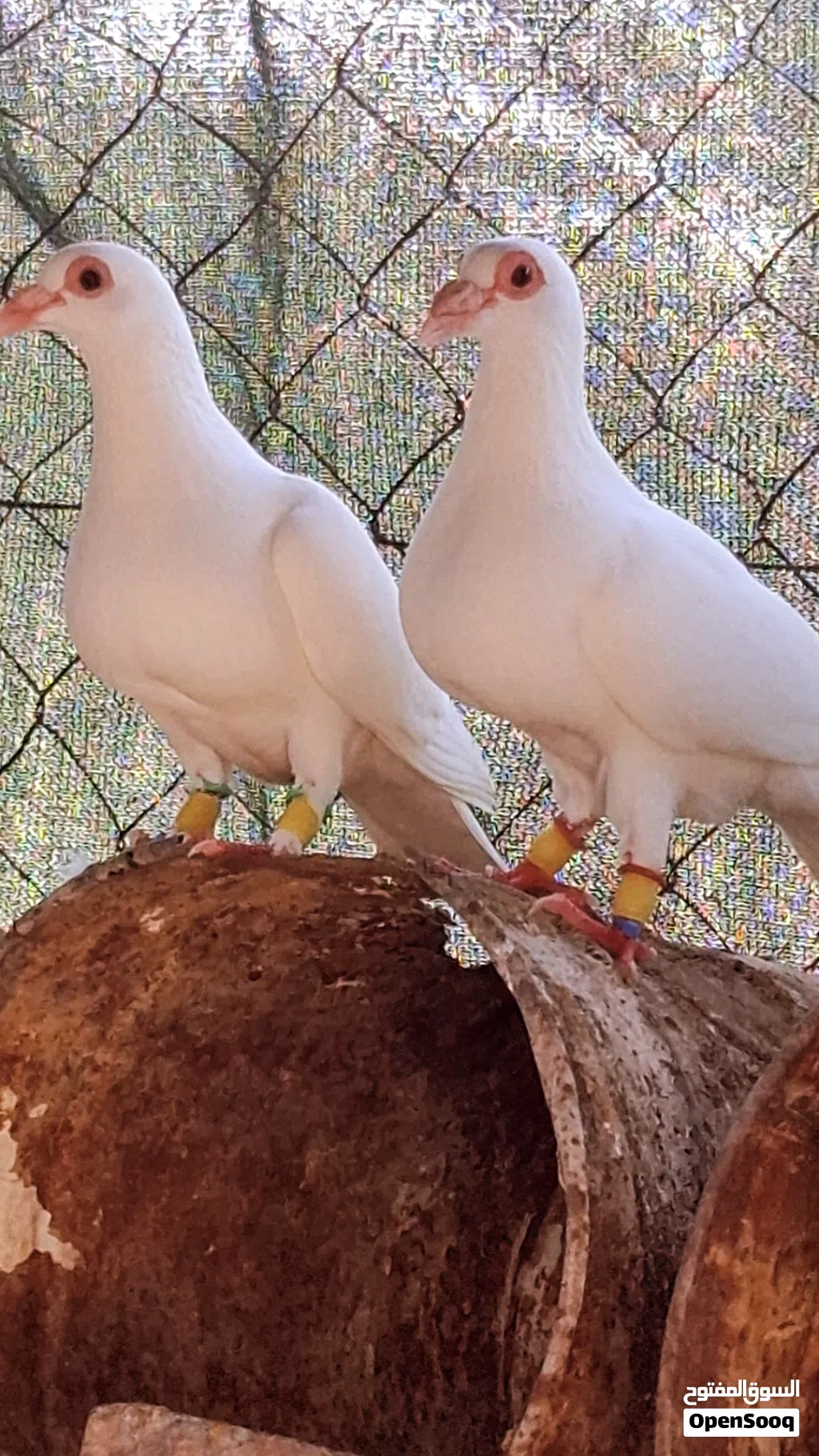 ازواج حمام زينة فاخرة عينك ميزانك وحجول حمام زينة