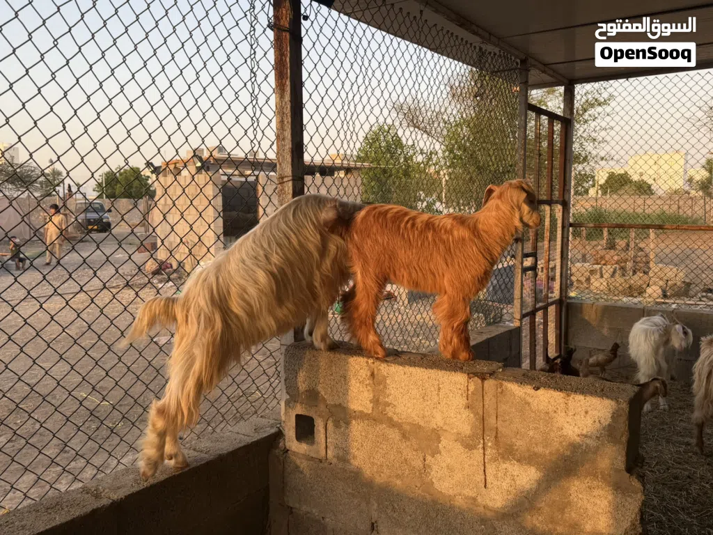 للبيع مجموعة اغنام