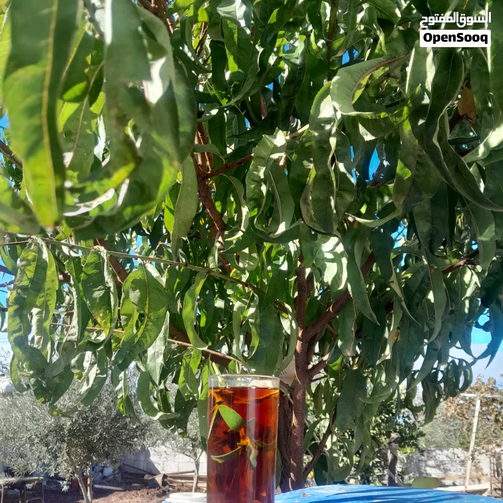 جاج مع صيصان للبيع