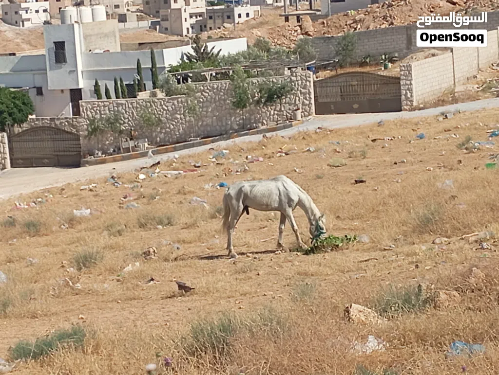 حصان للبيع بسعر جدا مناسب