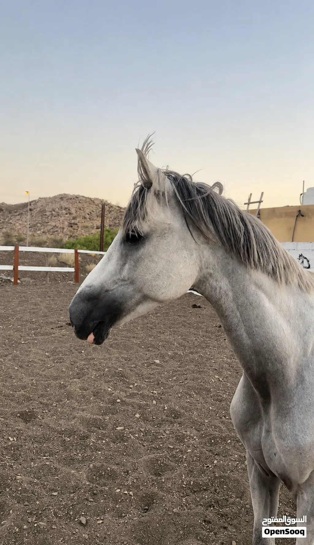 حصان عربي للبيع