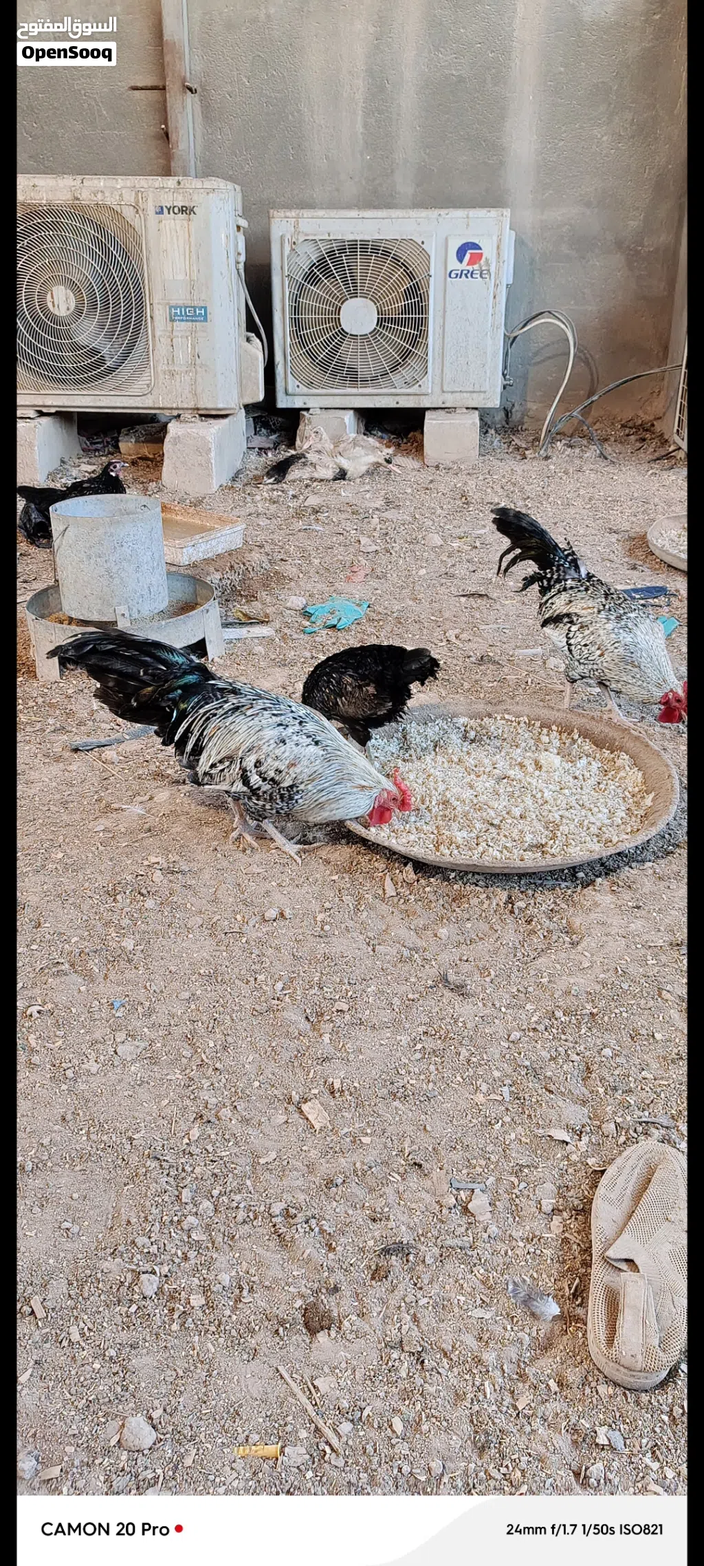 عله 10دجاج