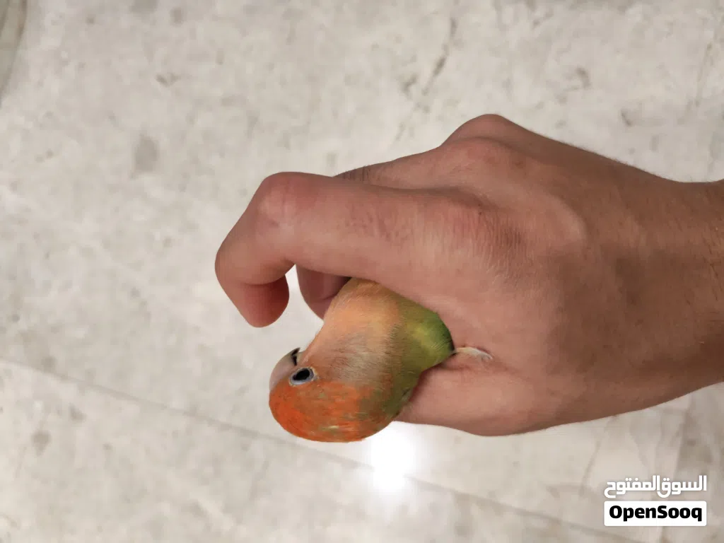 انثى طير حب انتجت من قبل