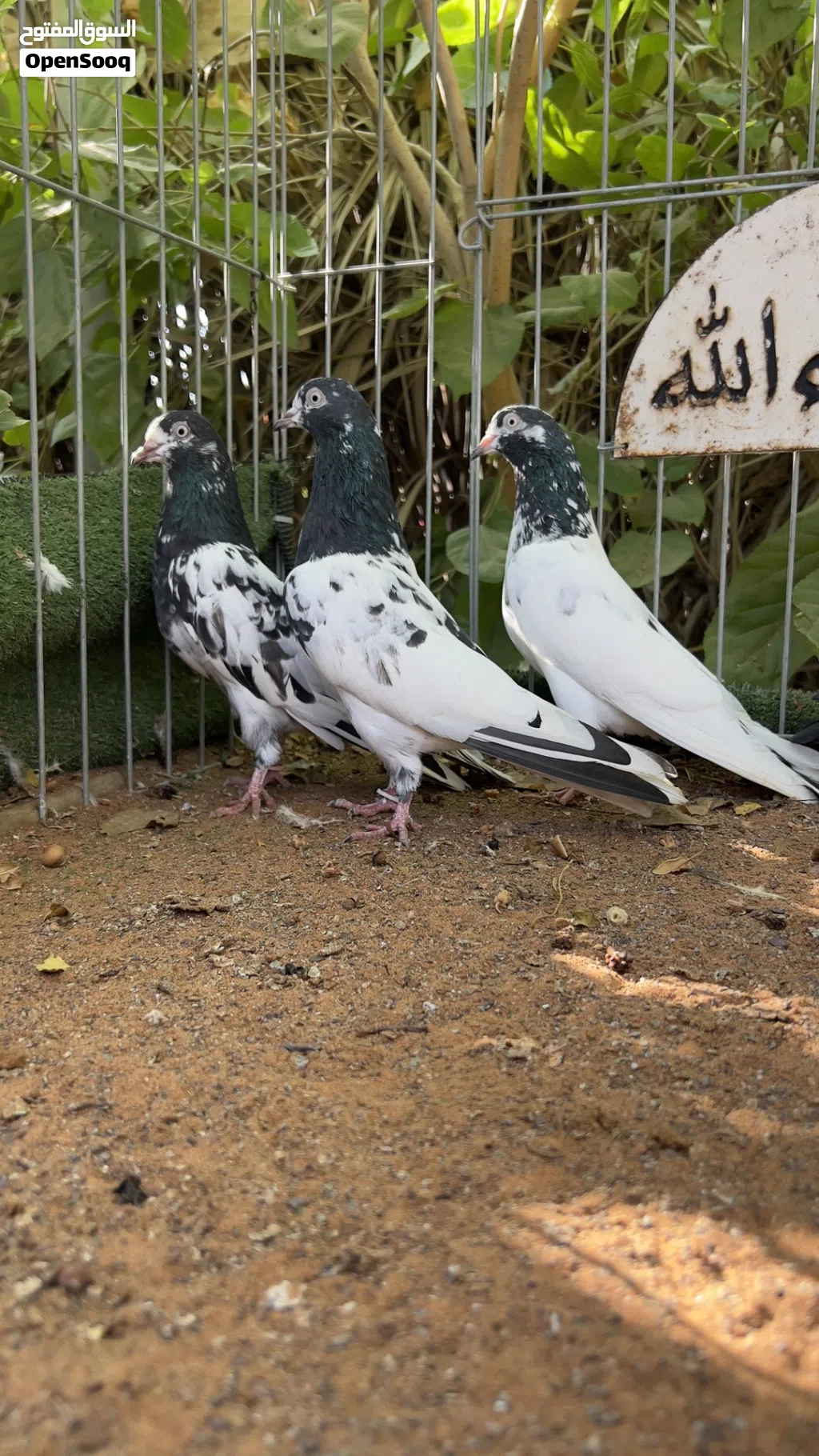 حمام تيدي128 للبيع