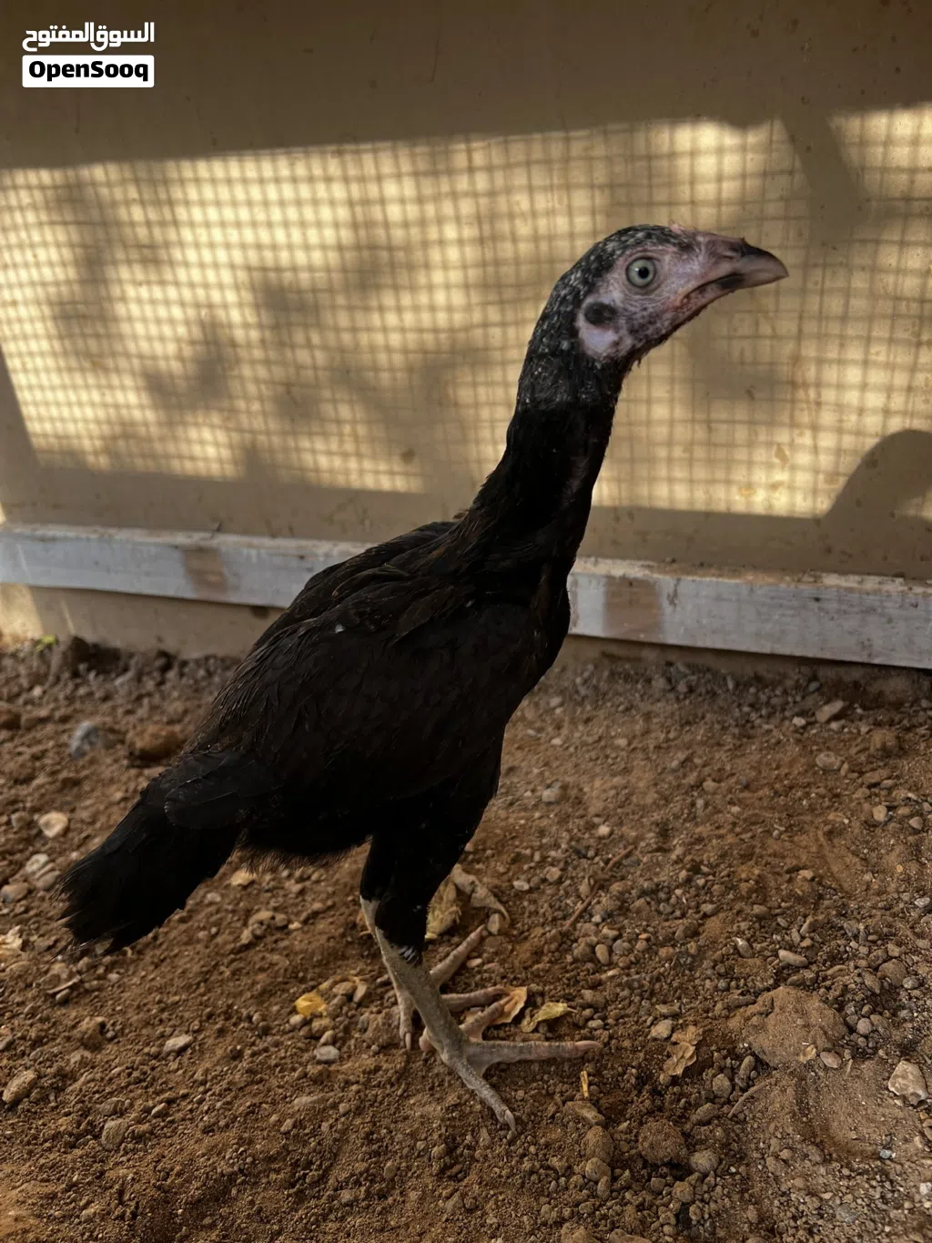 دجاج باكستاني سندي