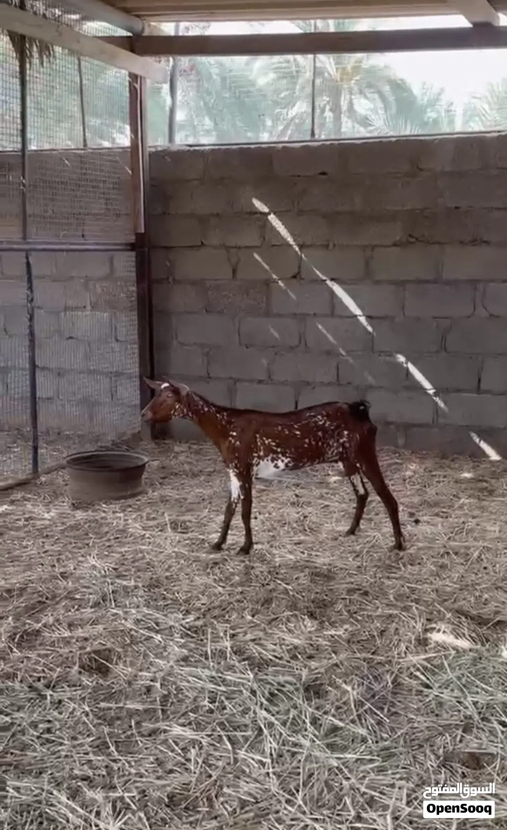 شاه صلاليه جم