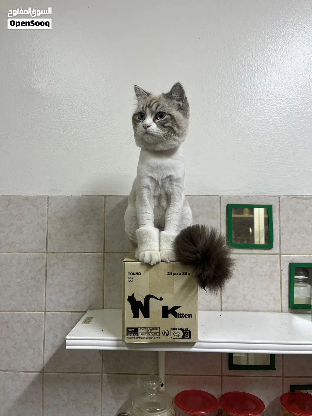3 pure Persian kittens for Adaption only.