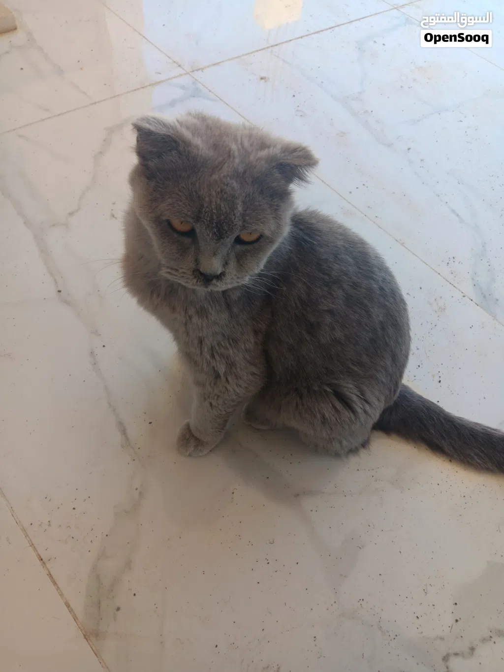 قطة سكوتش الحجم كبير للتبني