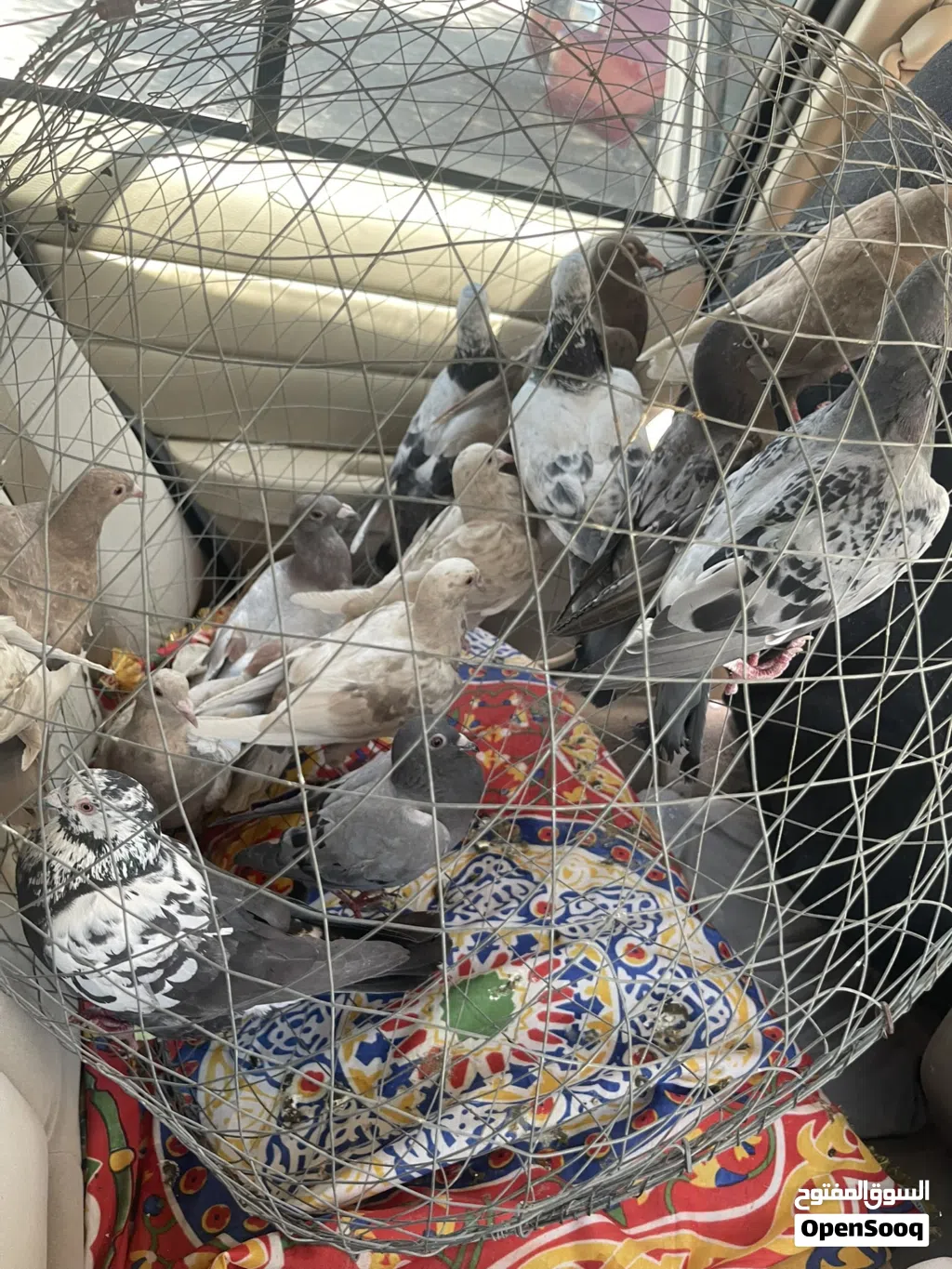 للبيع حمام حط سعرك وشيل