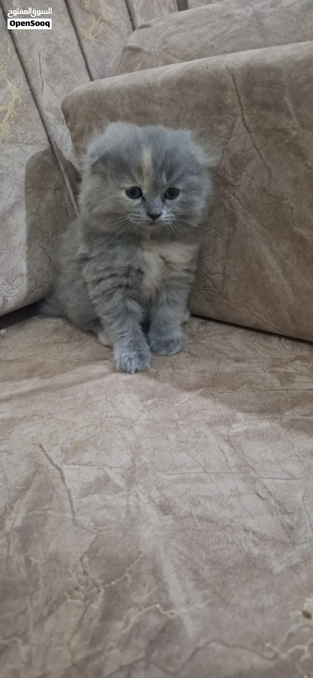 قطط للبيع بداعي لسفر ضروري