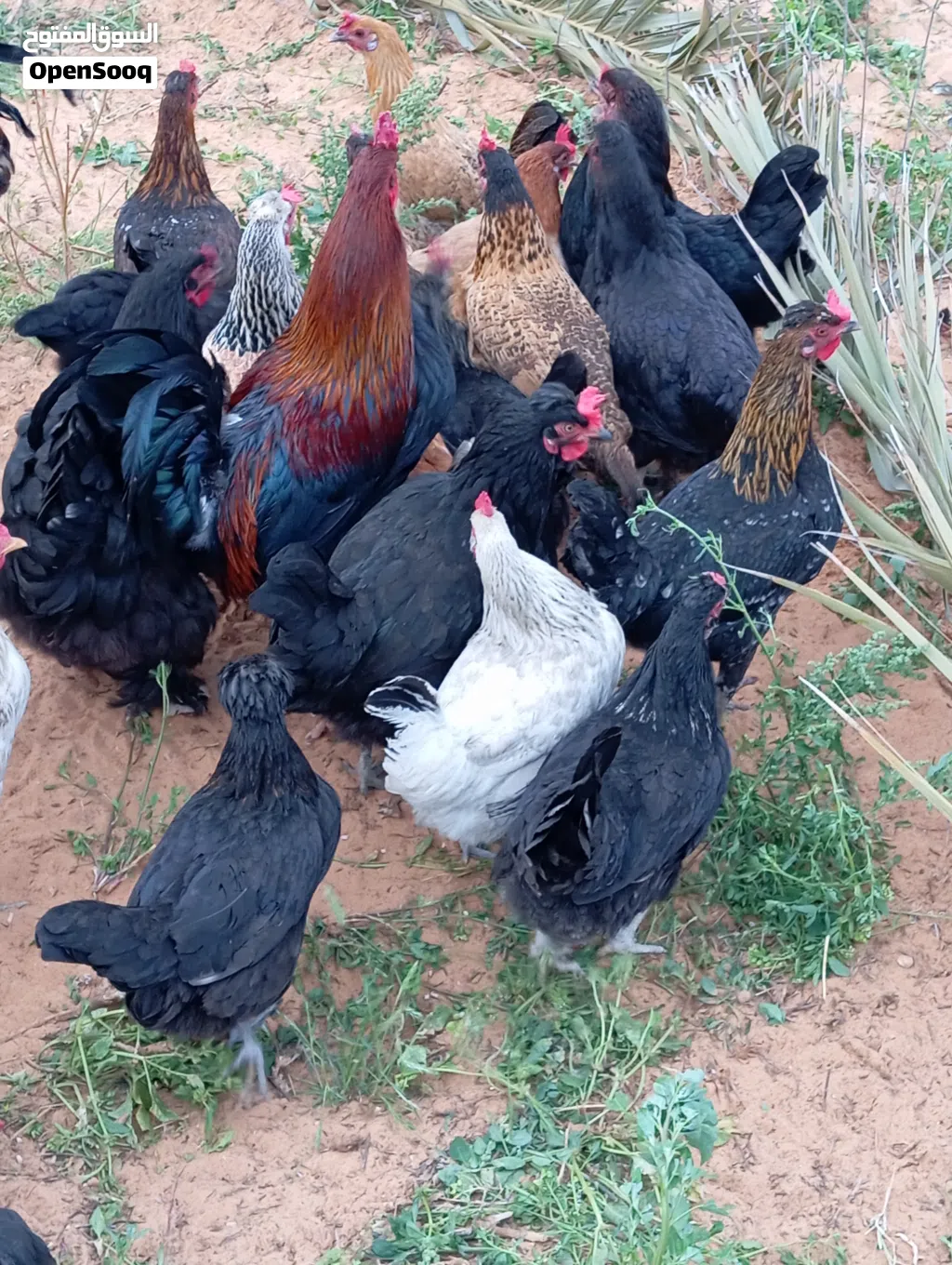 دجاج عربي ربي يبارك