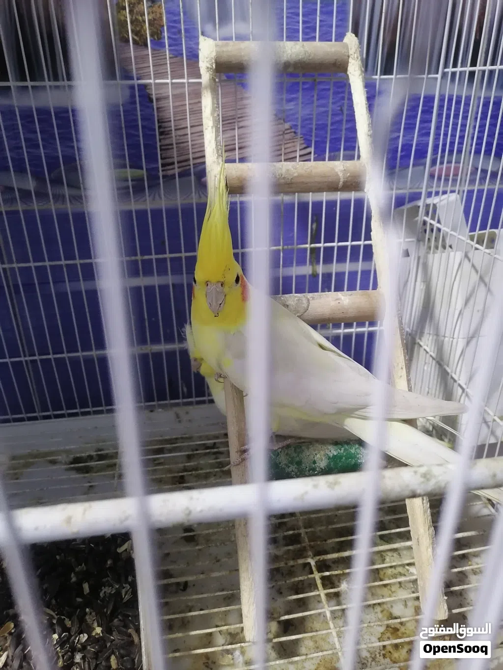 طيور كوكتيل للبيع