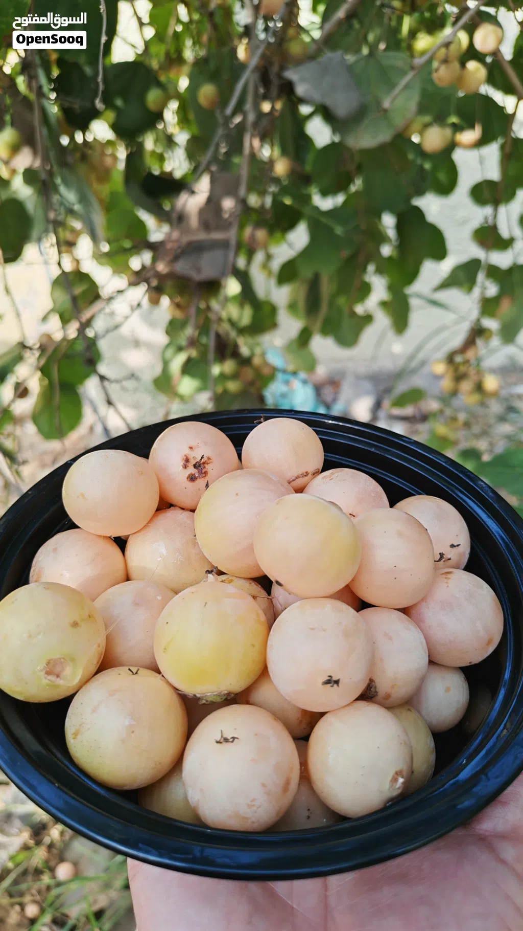 ثمره اللمبو للبيع