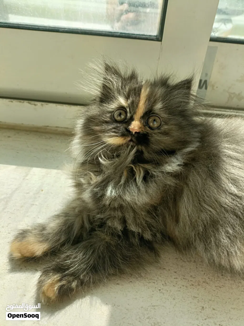 Beautiful Female Tortoiseshell Kitten – 4 Months Old