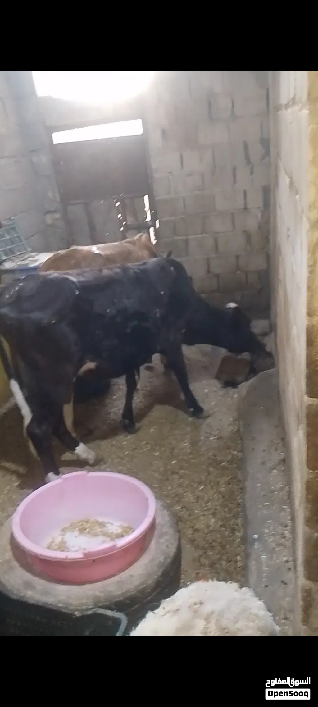 يا الله بجره سمينه خير من الله توزن 85 كيلو السعر مليون و150
