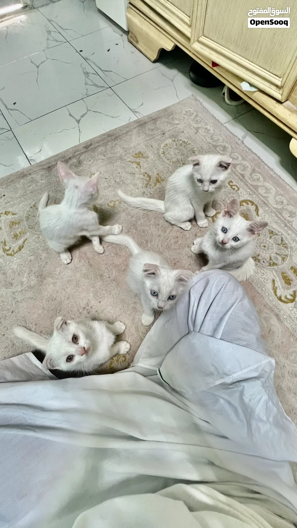 قطط سكوتش فولد بيضاء