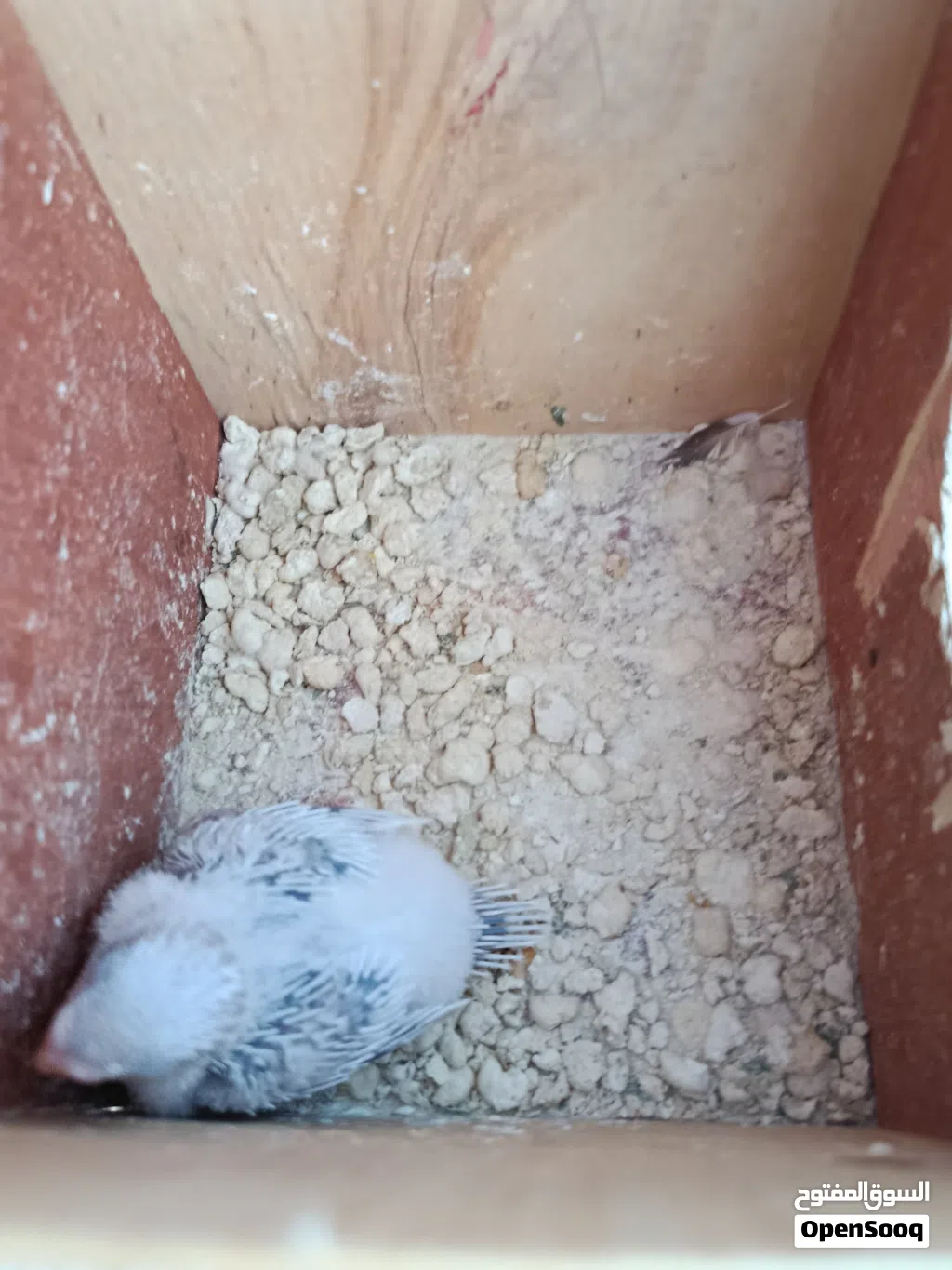 أربعه كوبيات بادجي