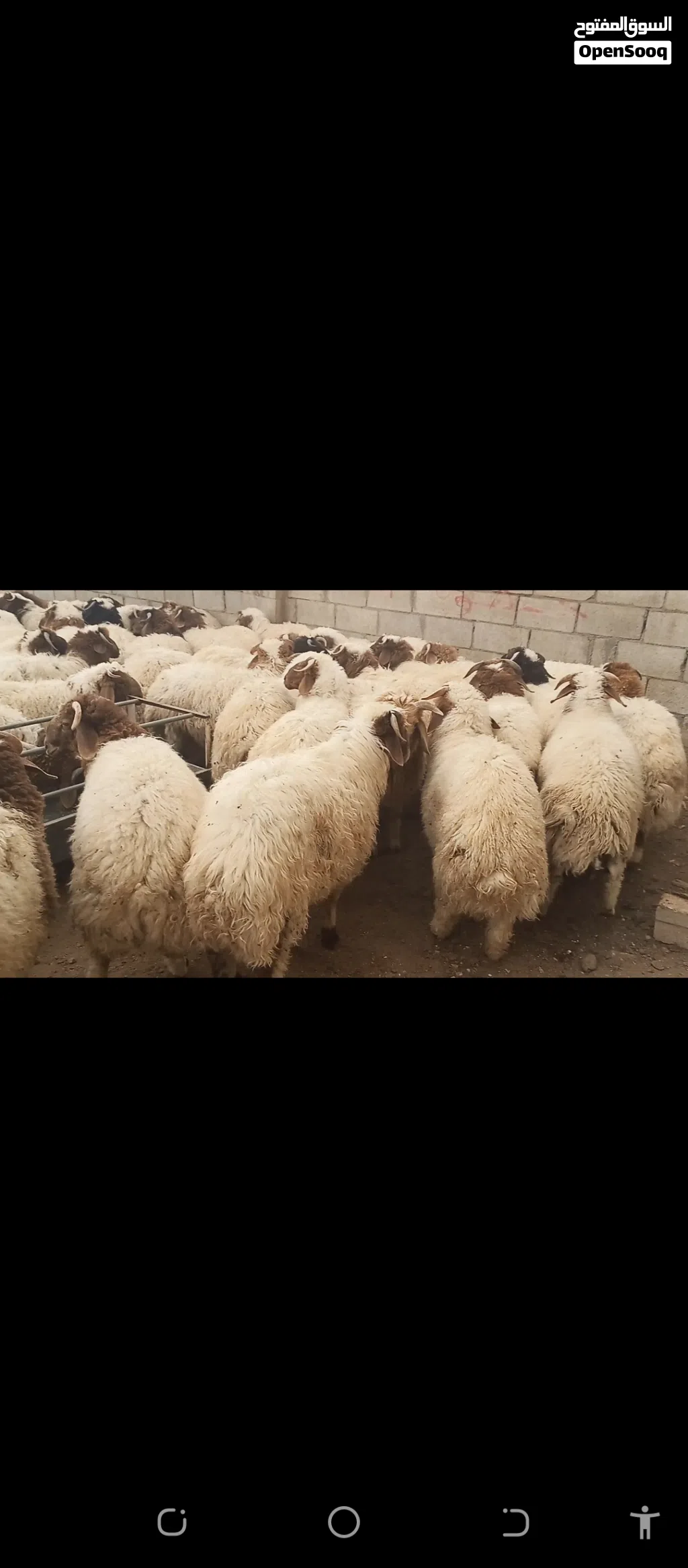 أضاحي لبيع