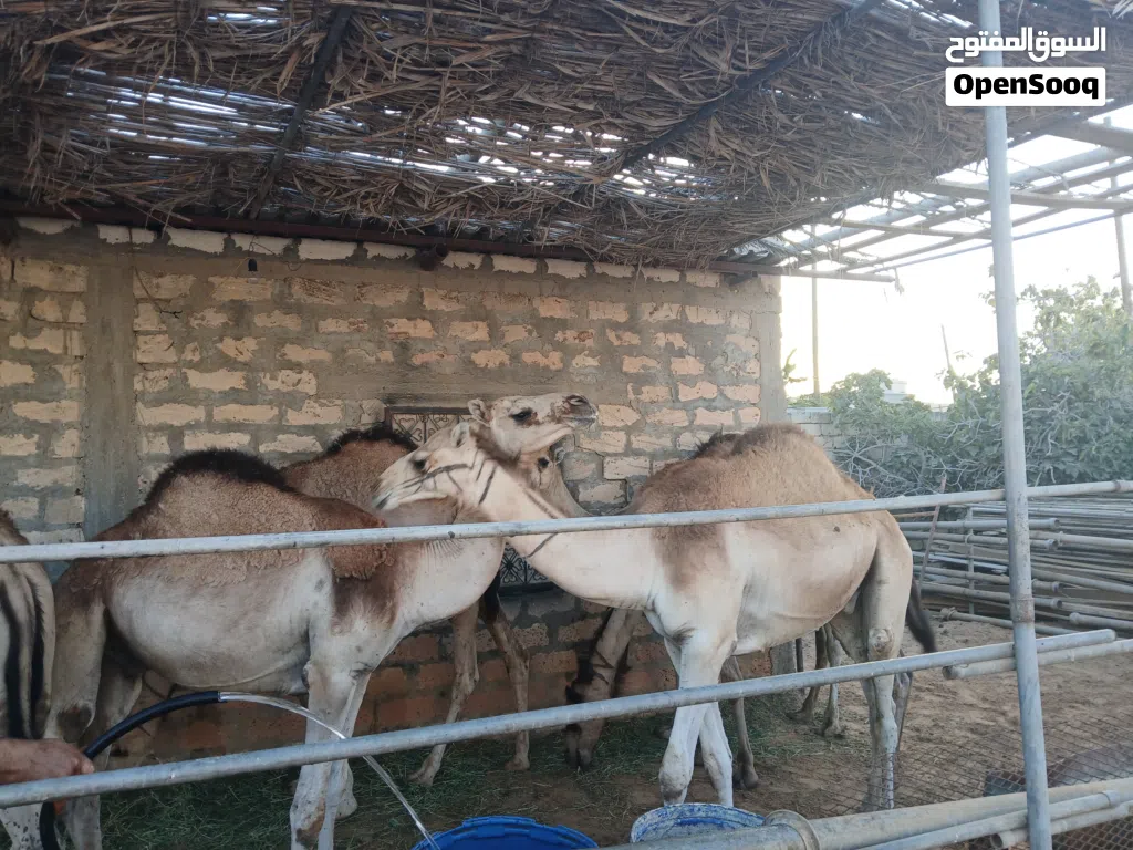 قعدان مشاءالله