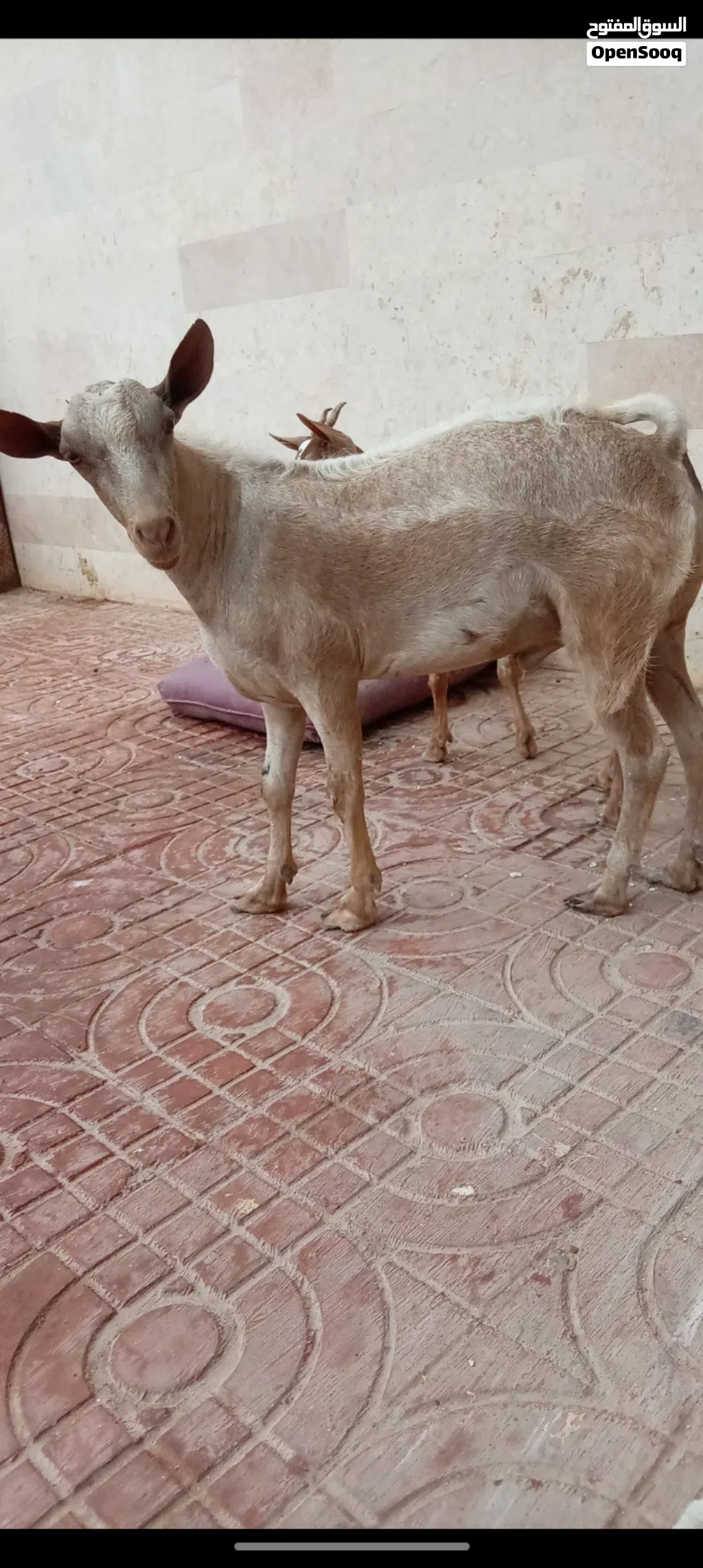 تيس محلي ممتاز إنتاج حلو