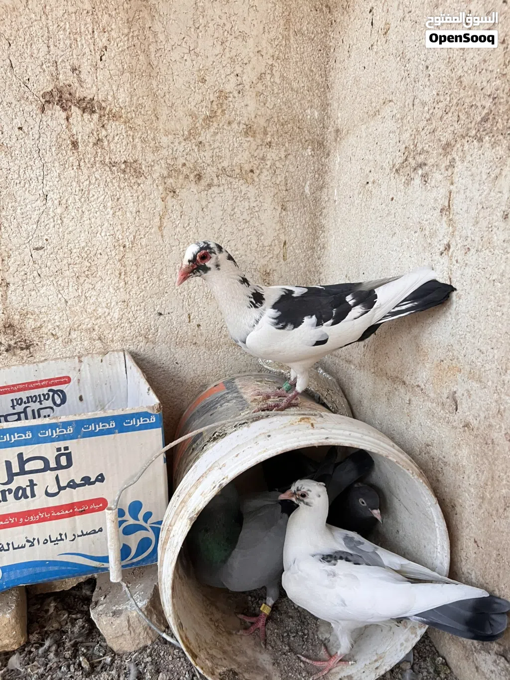 زواجل للبيع