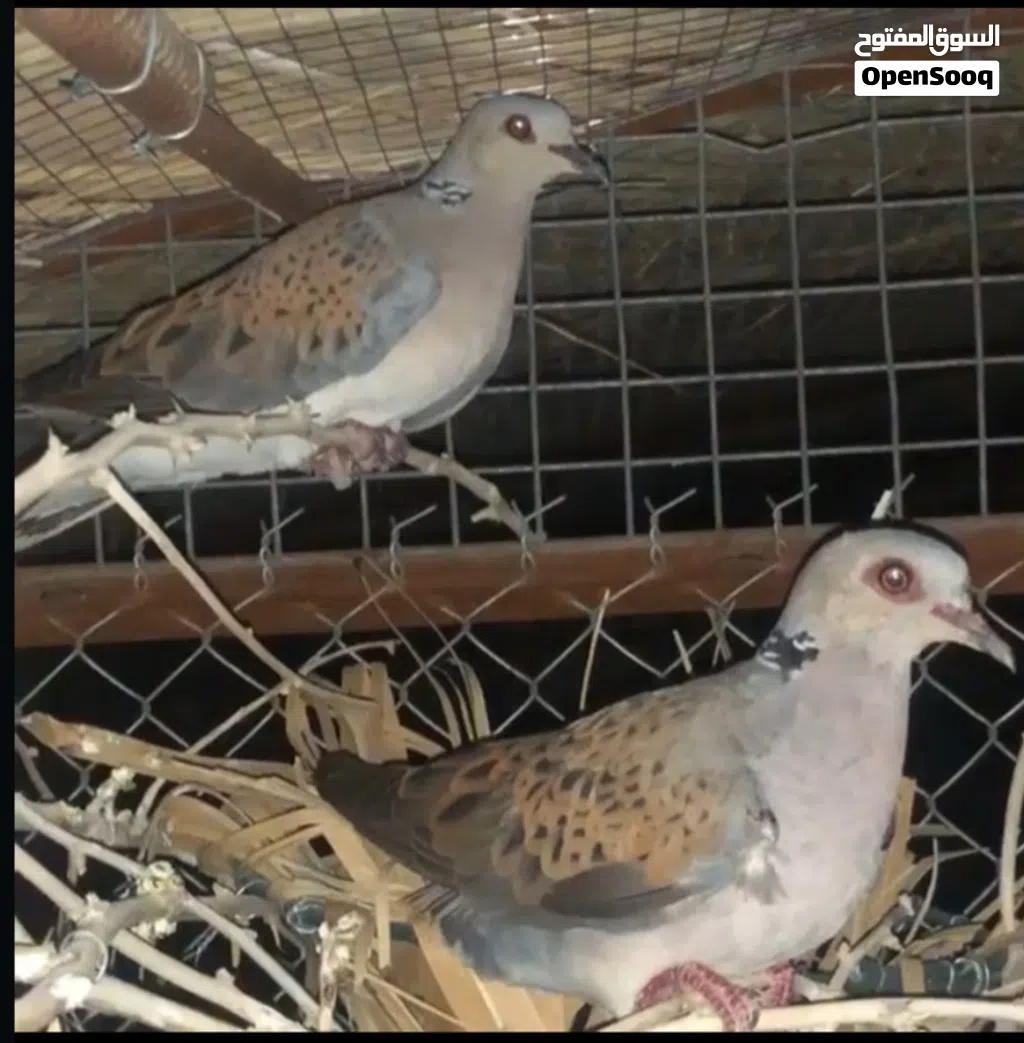 مطلوب زوج قمري منتج الوصف مهم