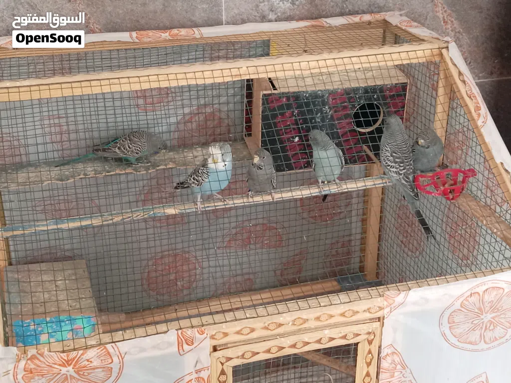 طيور حب بلاك فيس احجام اوربيه