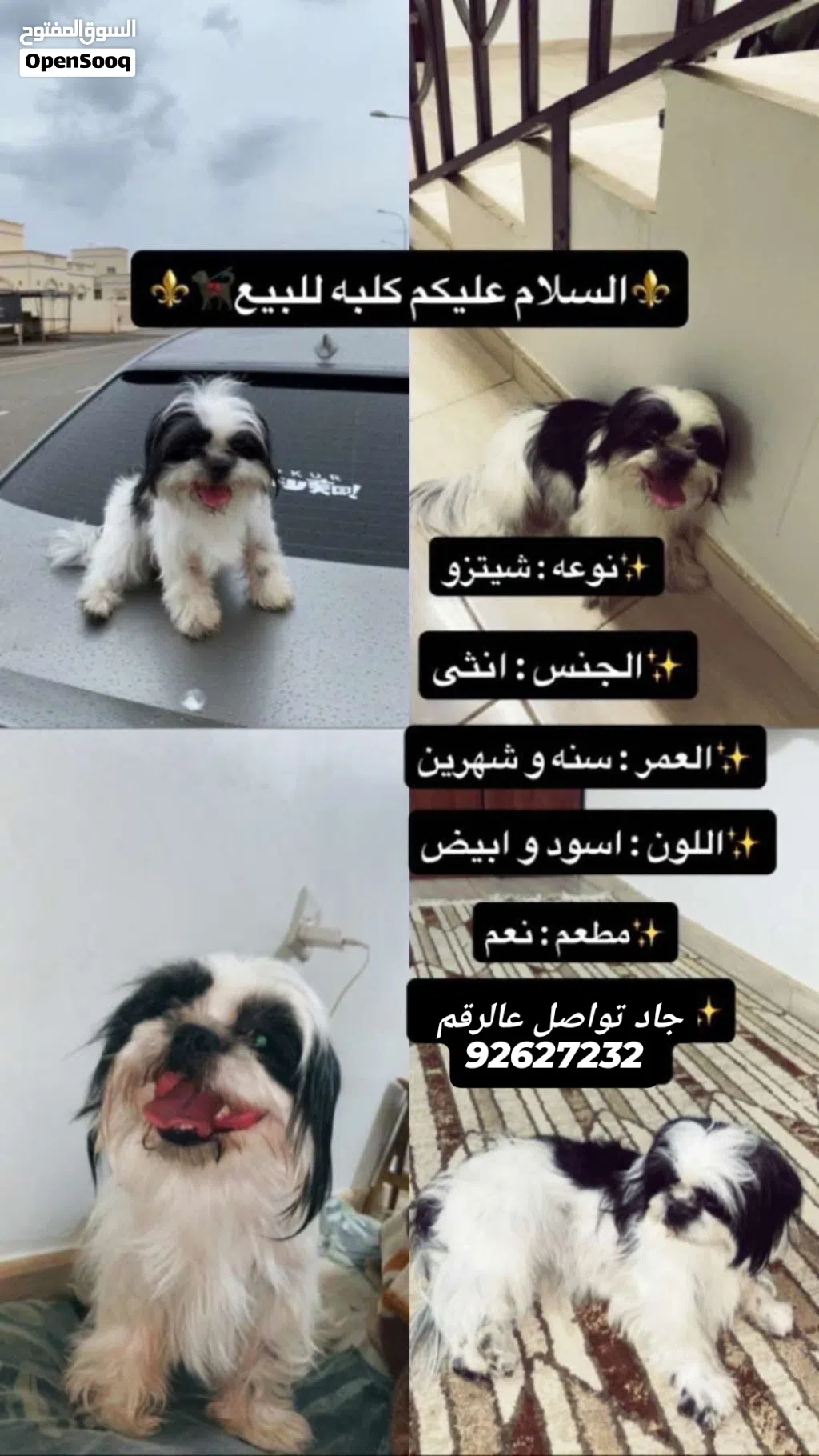 كلب شيتزو انثى للبيع بيعه مستعجله