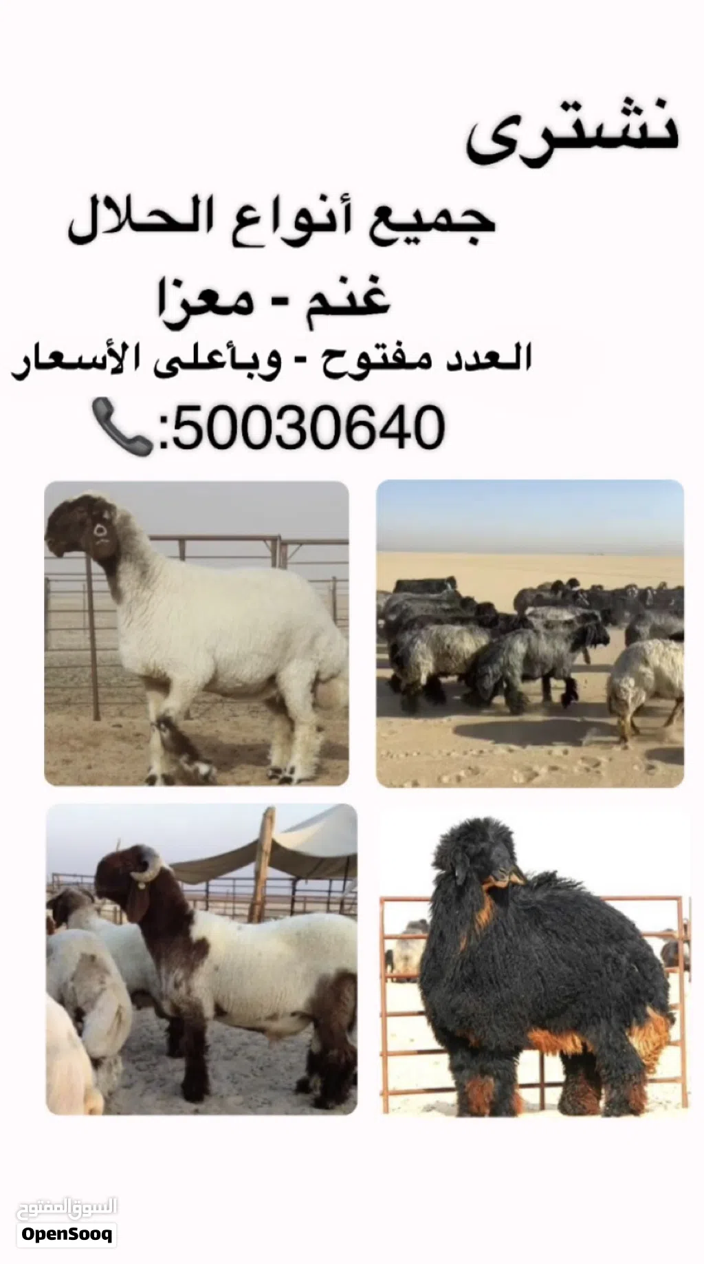نشتري جميع أنواع الحلال ب اعلى الأسعار