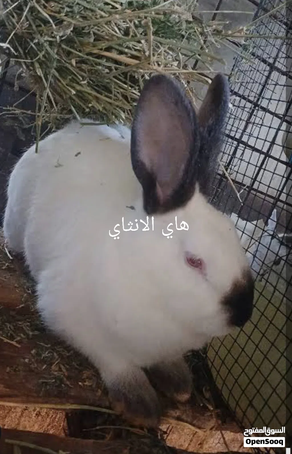 فراخ أرانب عمر شهر كلفورني بيور