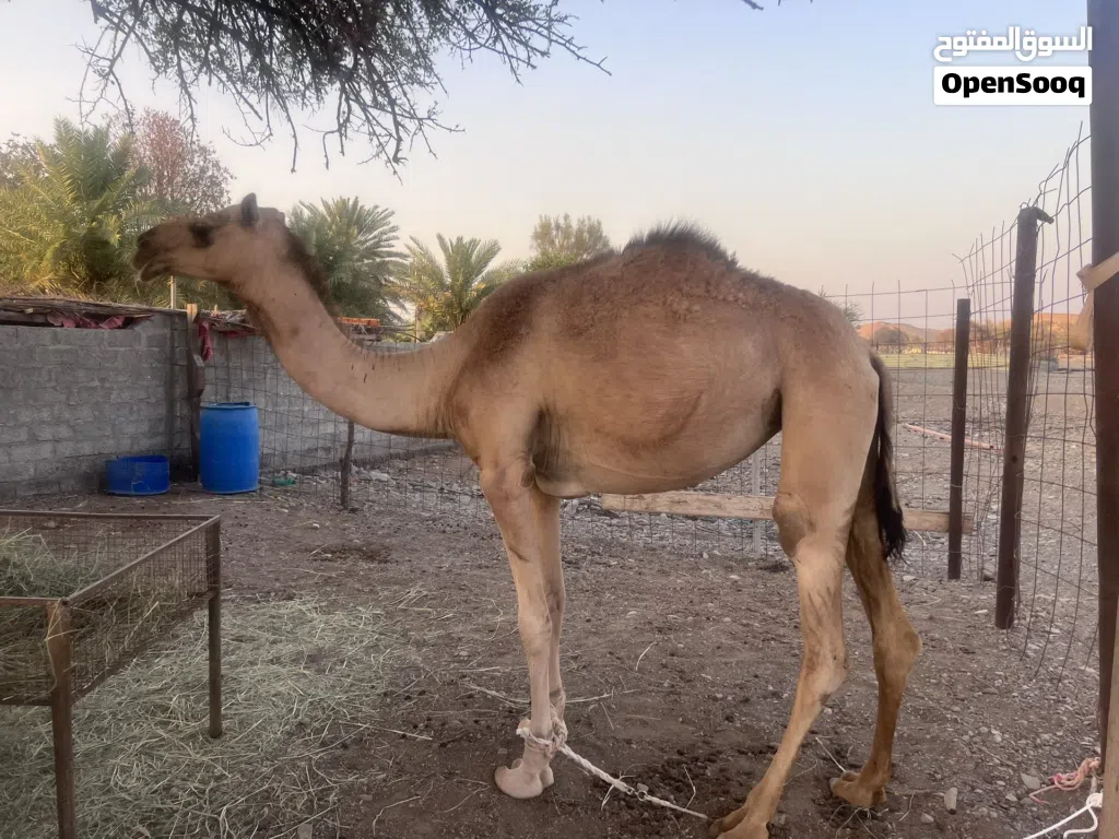 بكره لجيه تصفر جذعه بكره طيبه