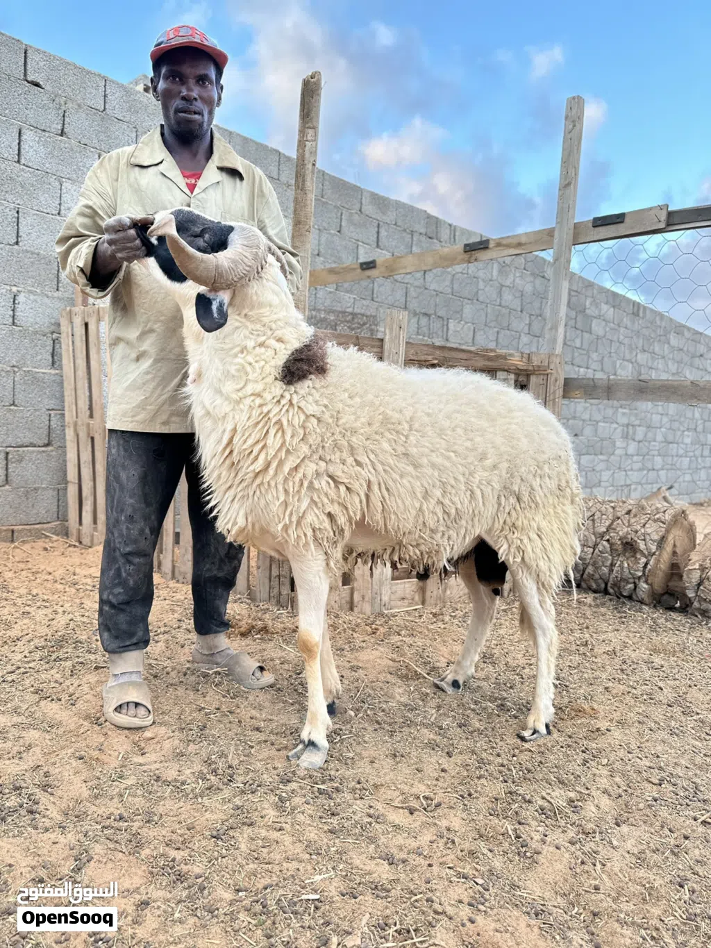 فحل سداس هجيل ومضمون في الغنم