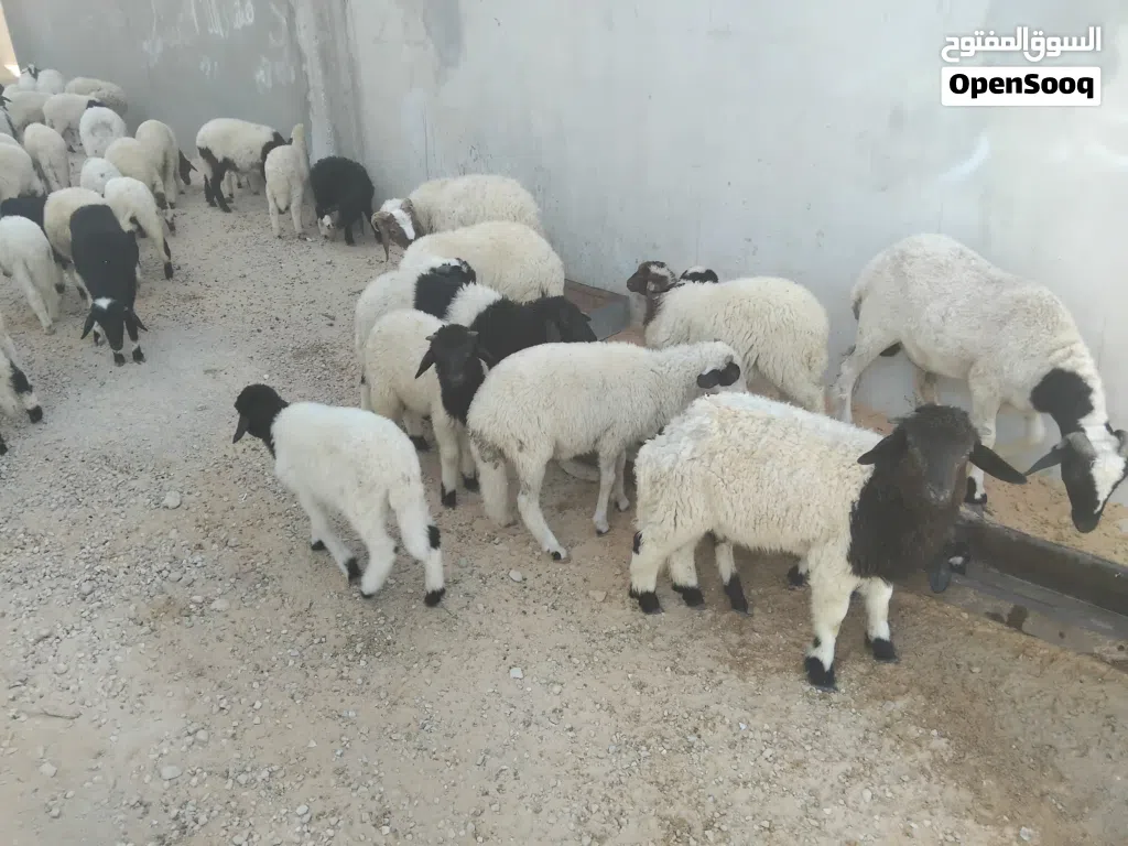 حواله وحوليات للبيع