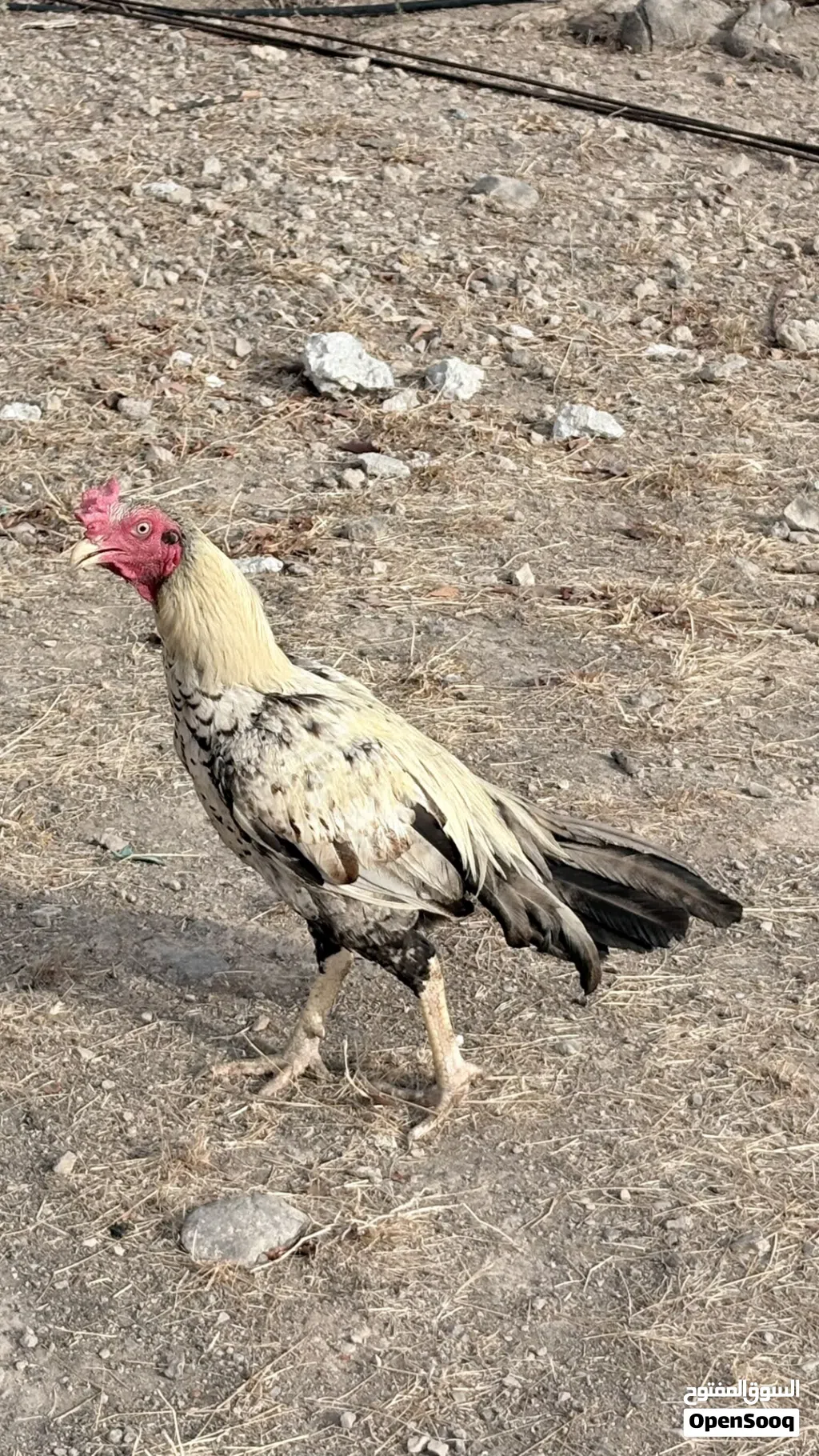 طير باكستاني للبيع