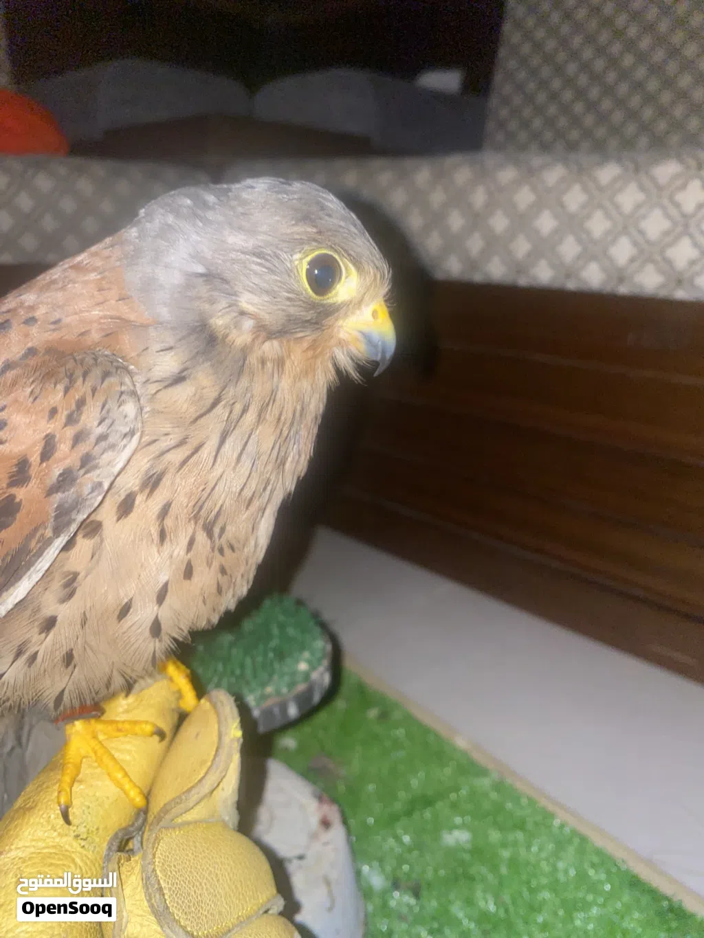 للببع ترمه حميميج