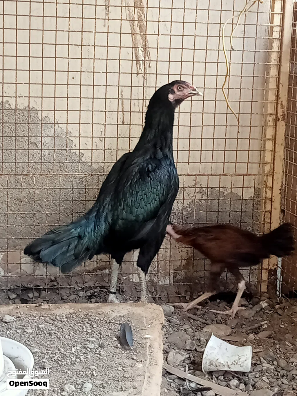 دجاجه باكستانيه