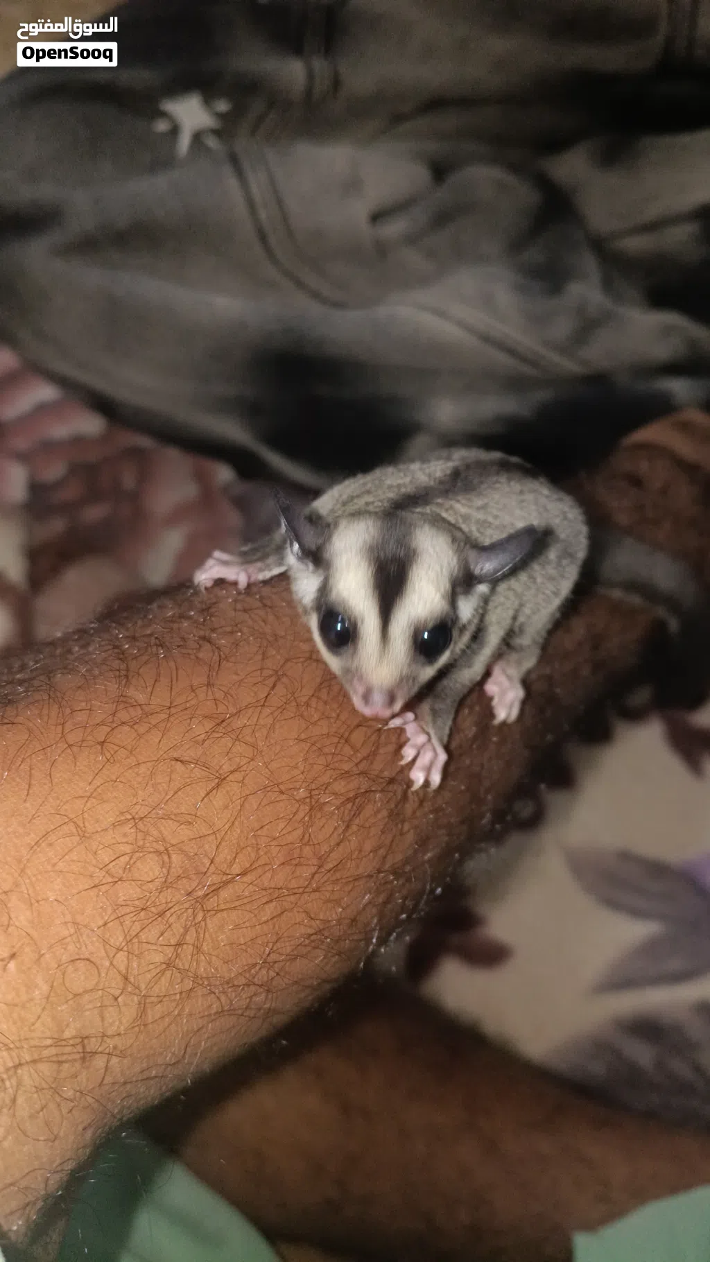 sugar glider