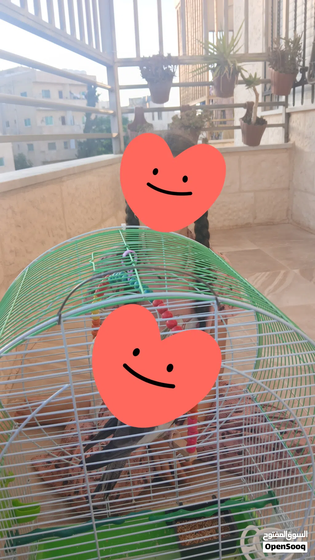 الموقع القويسمه قفص كوكتيل حجم كبير بس قفص بدون الطيور