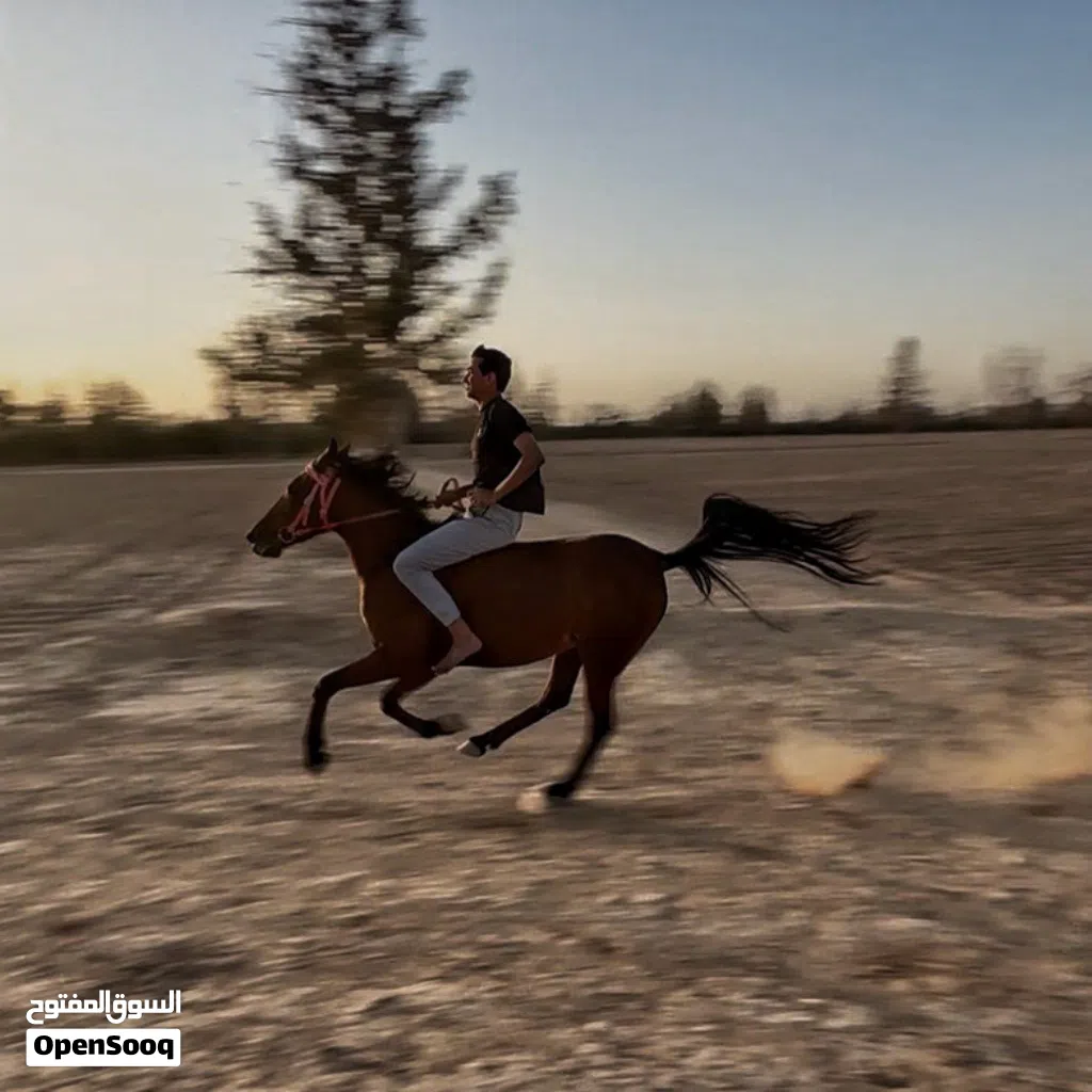 3 خيول تبارك الله