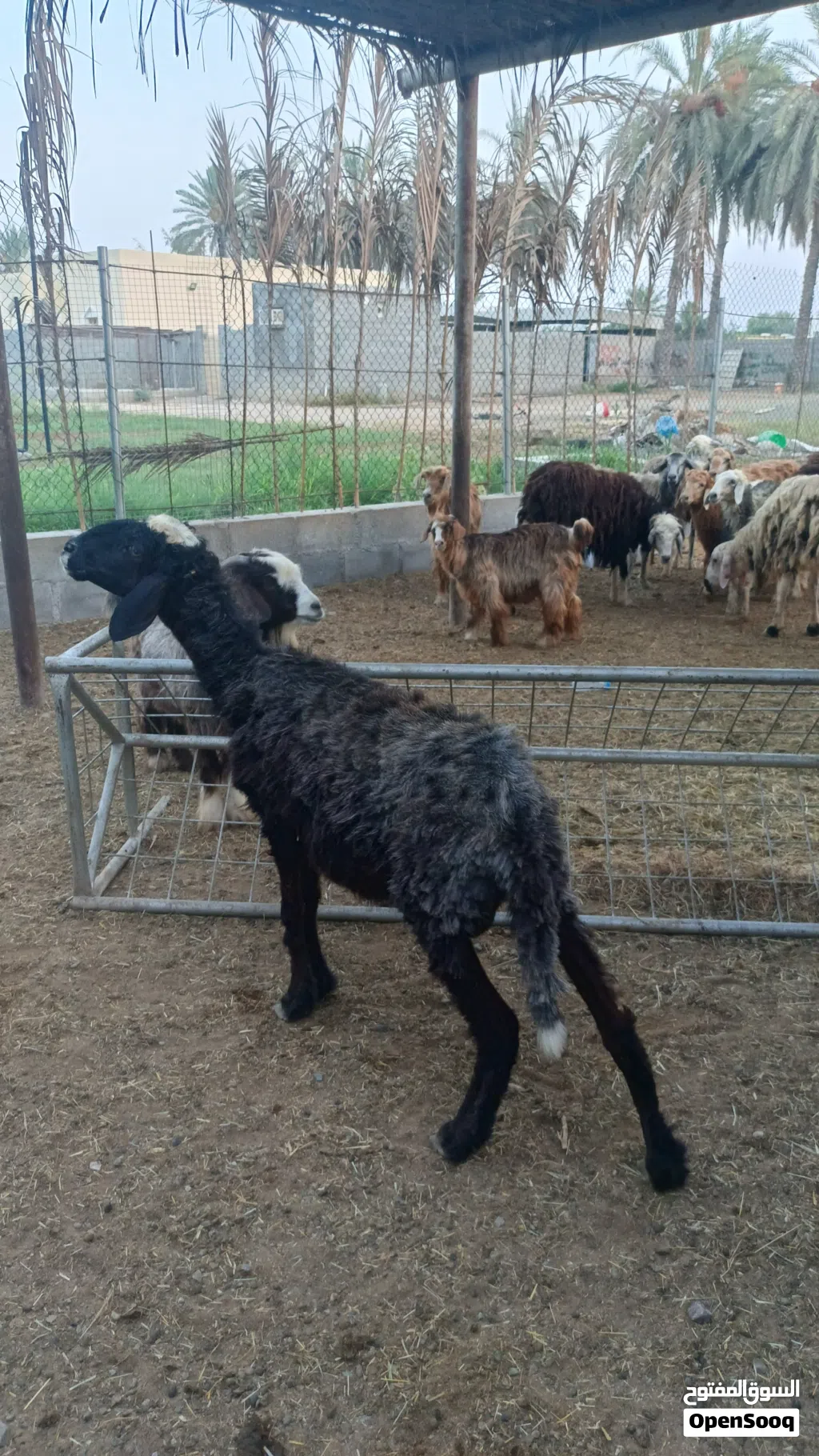جاعده تهجين نجدي