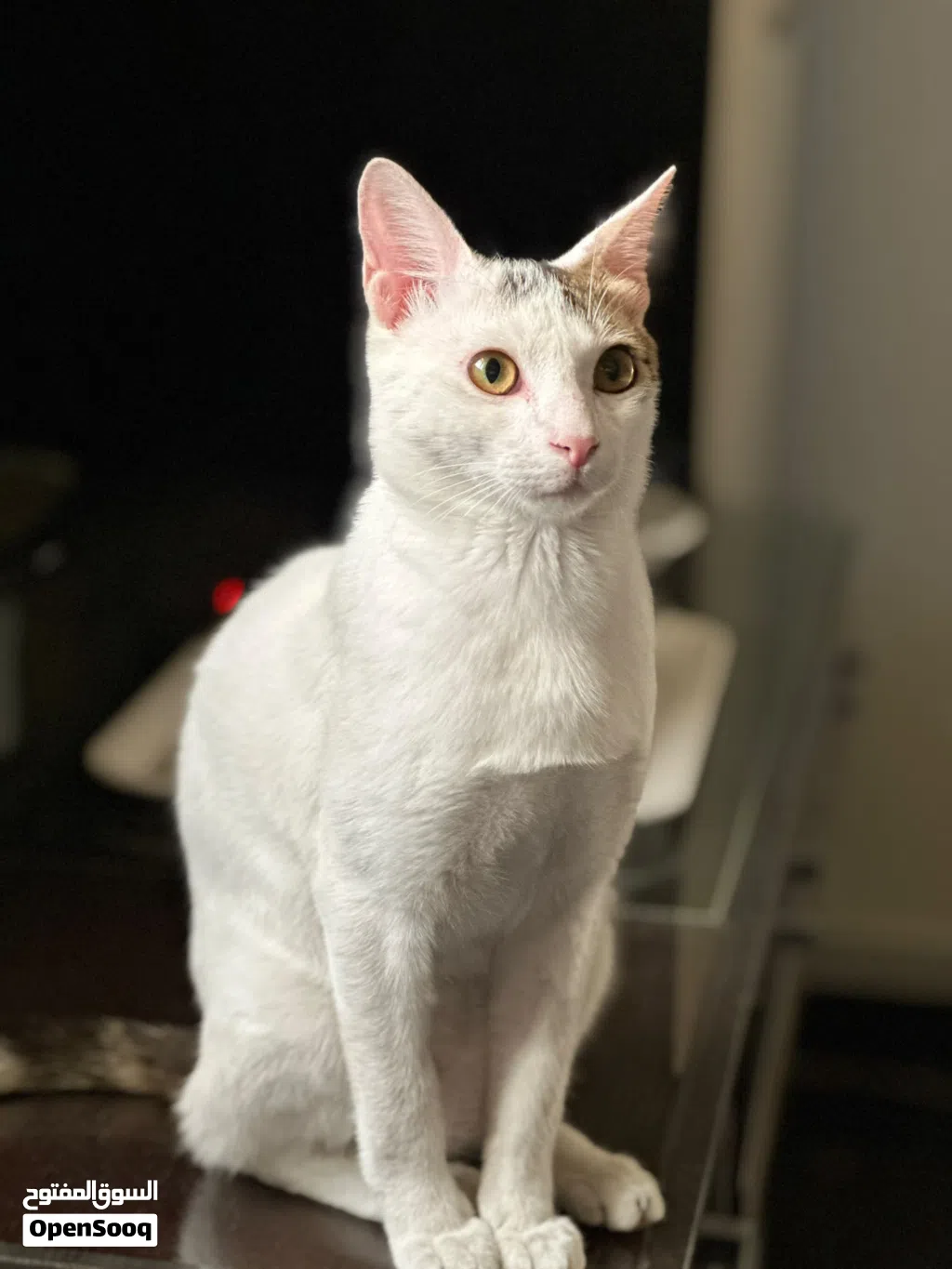Cat for Adoption - قط للتبني