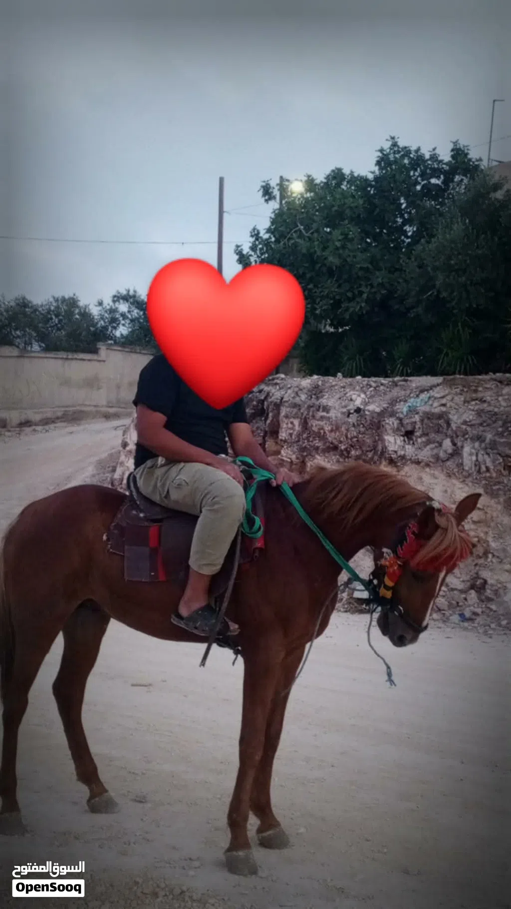 خيل بسم الله عليه
