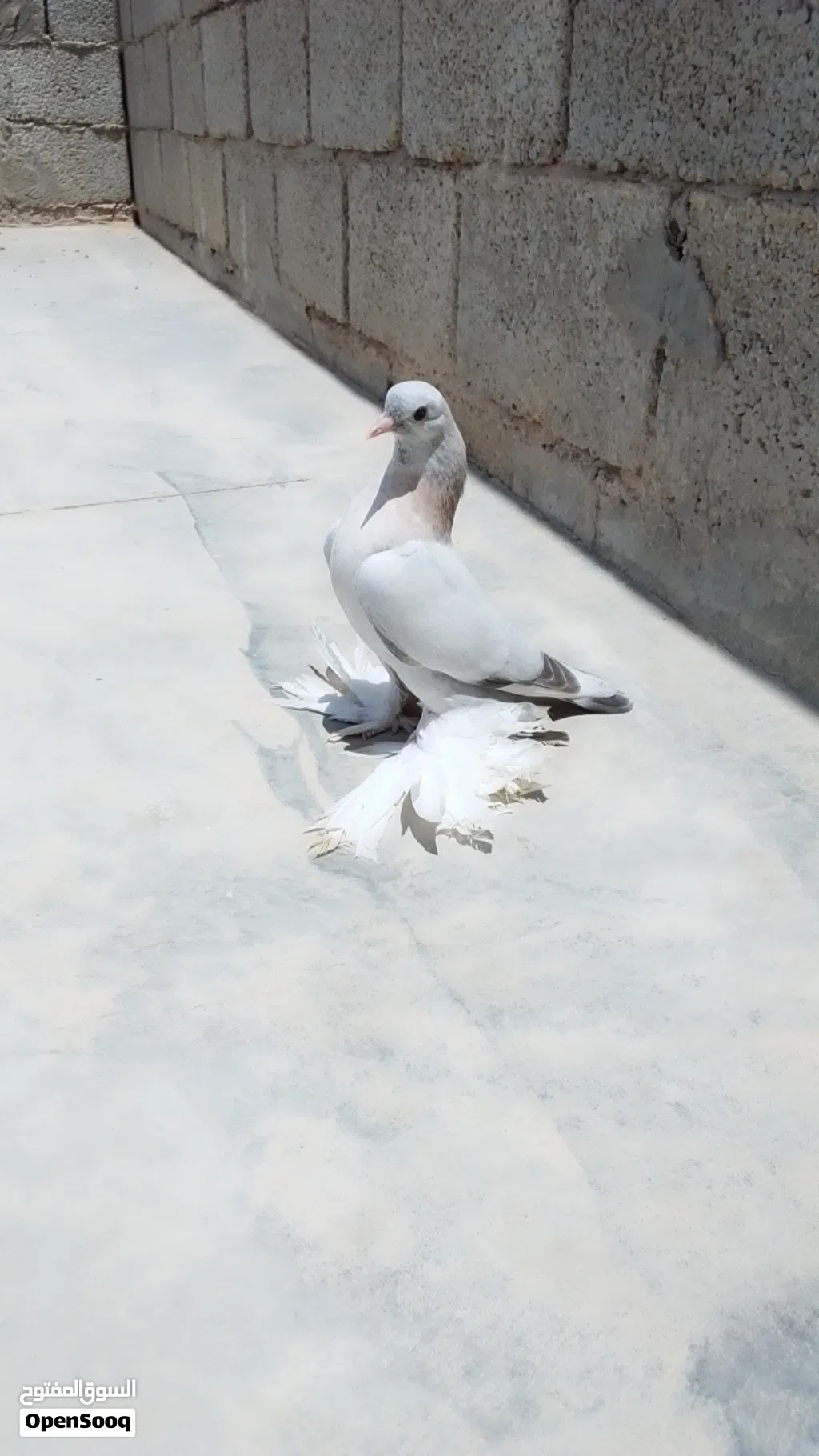 متاح فرخ حمام شقلاب هزاز ربي يبارك