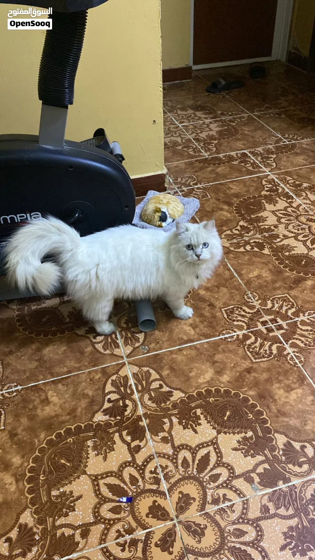 للبيع قطه عبري