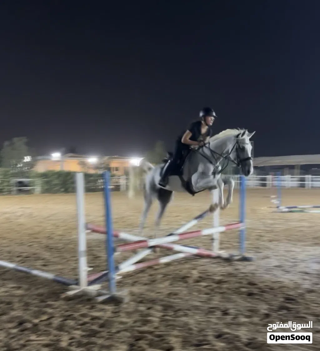 Horse for lease possible sale