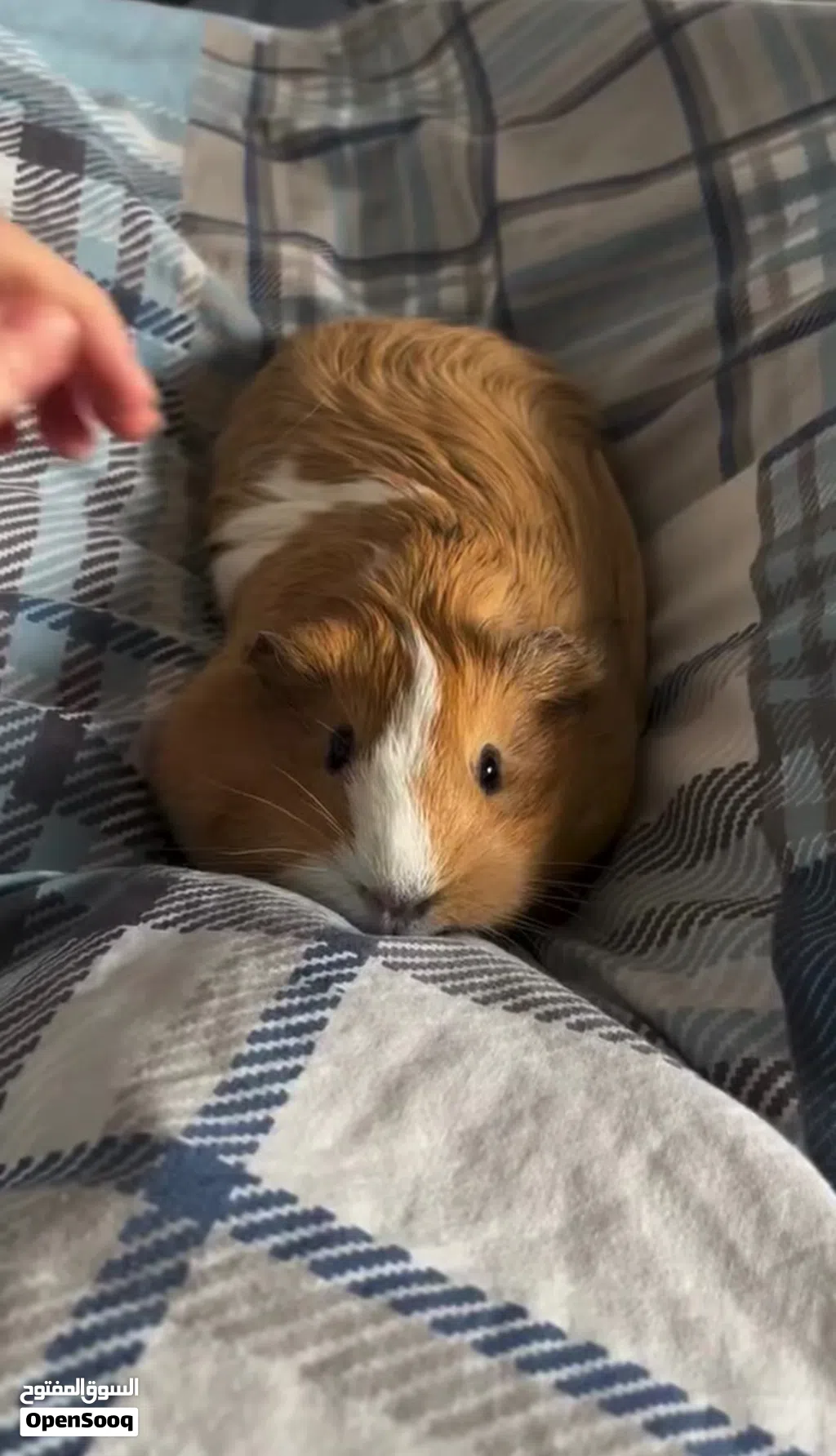 عدد 2 غيني بق مع قفصهم ، اكلهم و كامل اغراضهم Guinea Pig